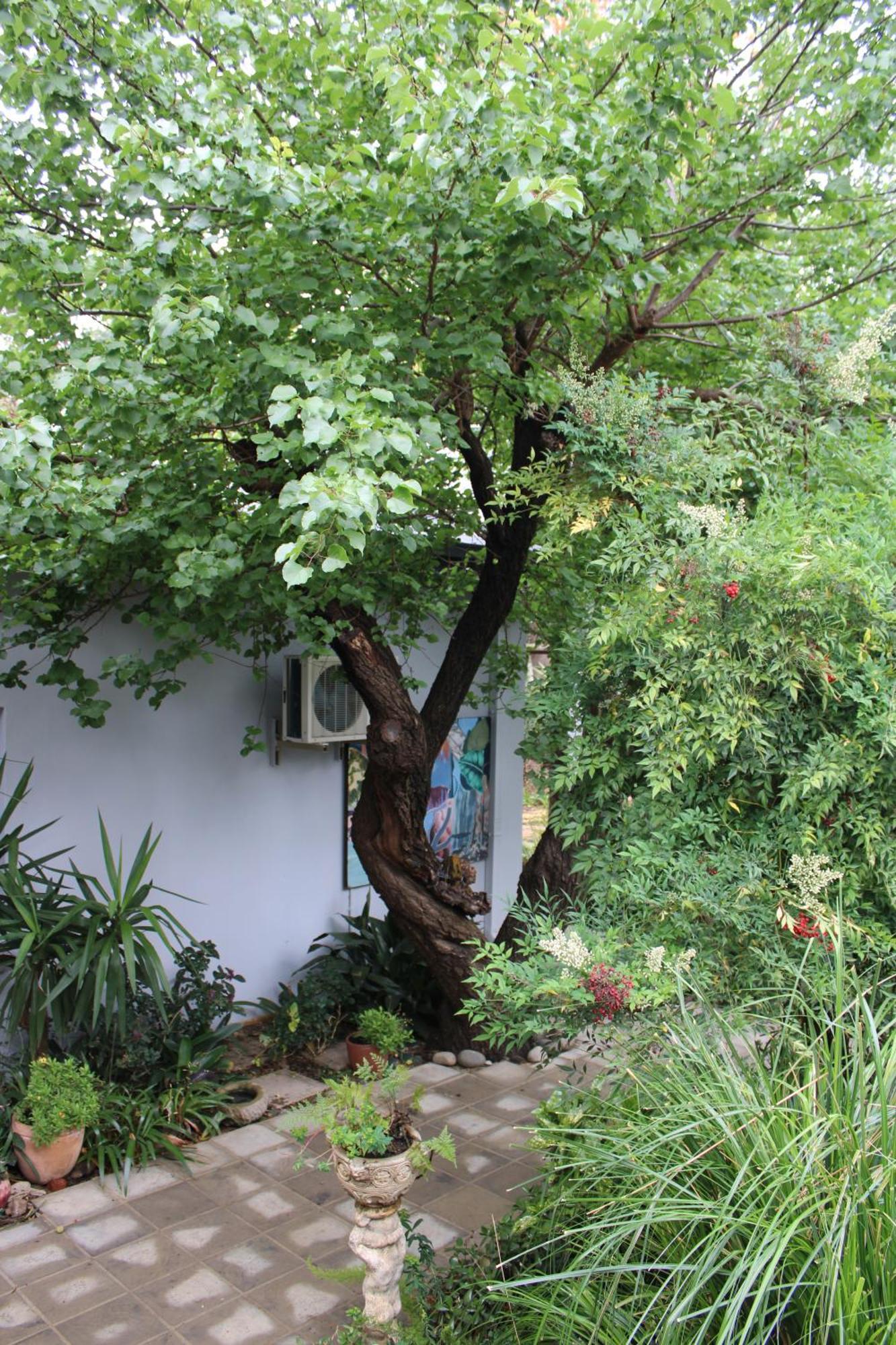 Jedidja Bed And Breakfast Bloemfontein Eksteriør bilde